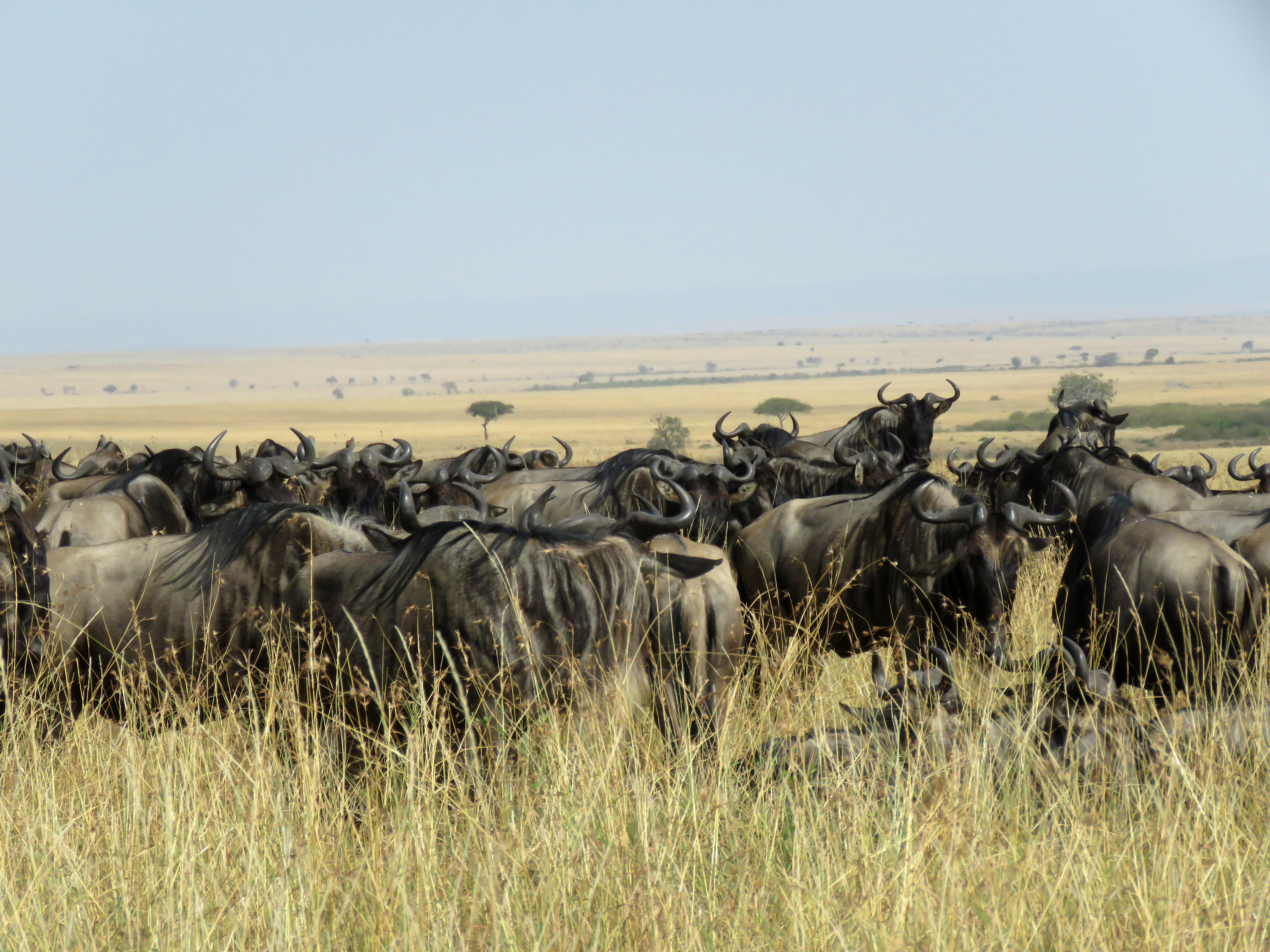 Greatest Spectacle on Earth!!