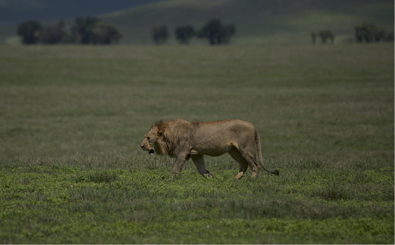 Ngorongoro Conservancy