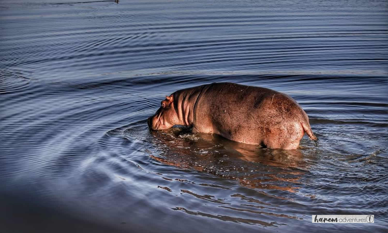 Big Special Five Safari Day | Big Special Five Safari