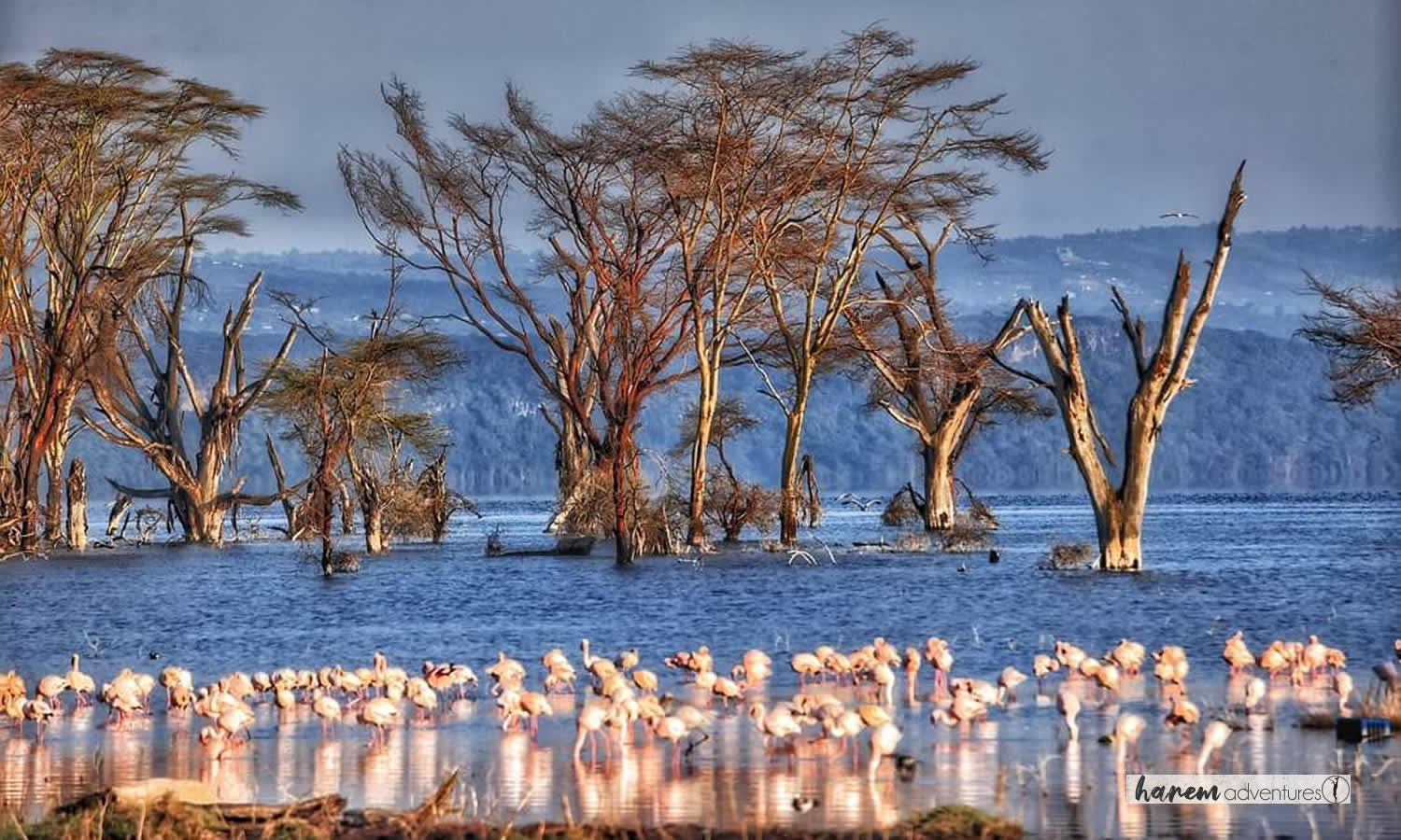 Birds paradise